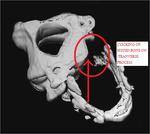 Hyoid bone clicking area