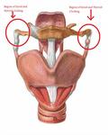 Regions of clicking on larynx