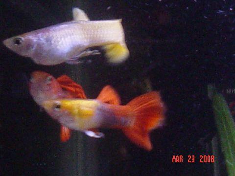 A couple of my fishies