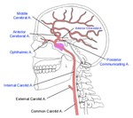 carotid artery distribution