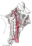 internal carotid artery interaction