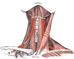 hyoid muscles