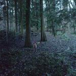 The woods where I live, plus dog with devil eyes!!
