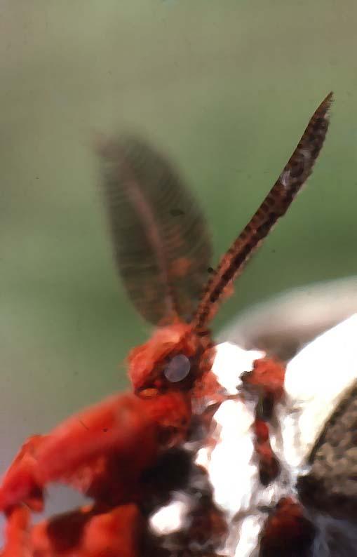 Cecropia Moth portrait, photograph taken by Philip Bergh.