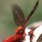 Cecropia Moth portrait, photograph taken by Philip Bergh.