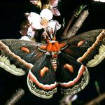 Cecropia Moth, photograph taken by Philip Bergh.