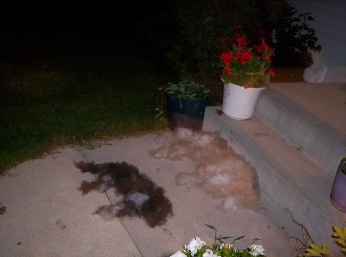 Got fur?  this is all the fur left over from a summer combing- enough to make another dog!!!