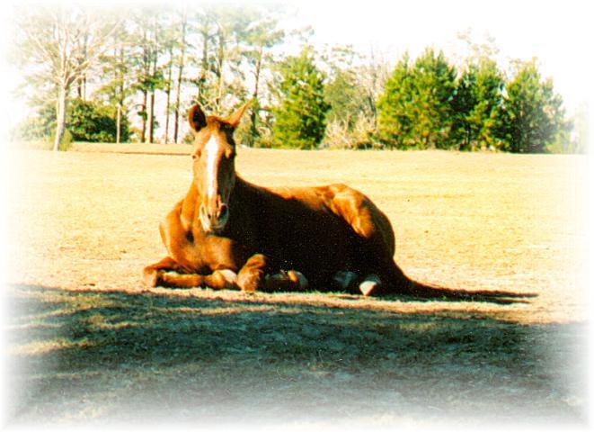 Retta (our equine senior citizen)