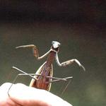 BB with wary Praying Mantis- one of my favorite insects!