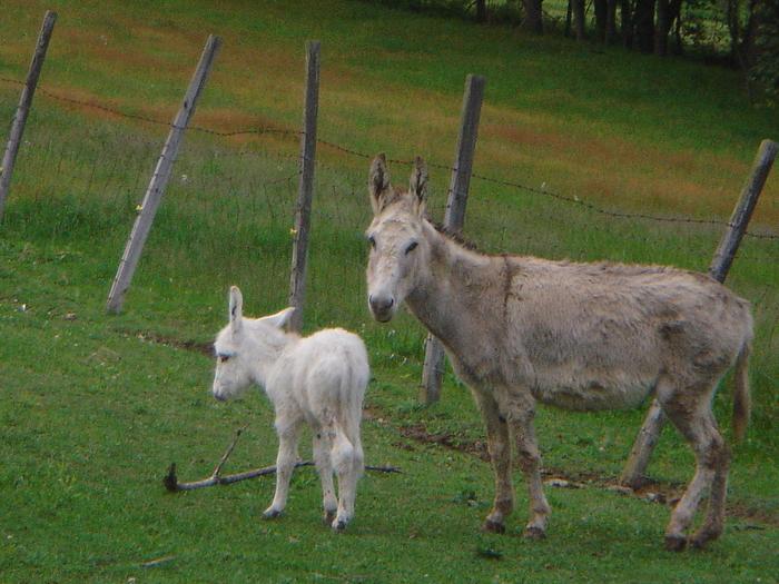 the neighbors 12 hour old baby donkey