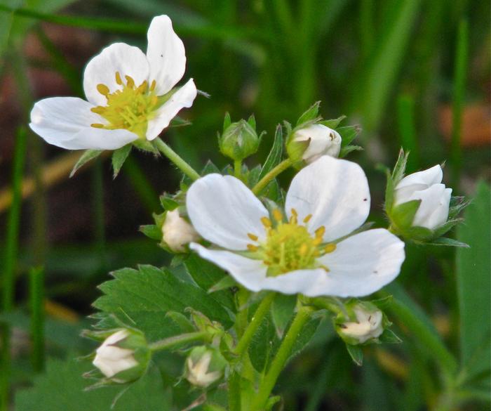 "Wild Strawberry" Blossoms. The furry green leaves make a sweet & delicious floral tea!! 
