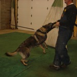 Blitz at training 12-19-2010 (Schutzhund)