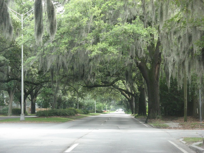 Savannah (weeping willow trees)