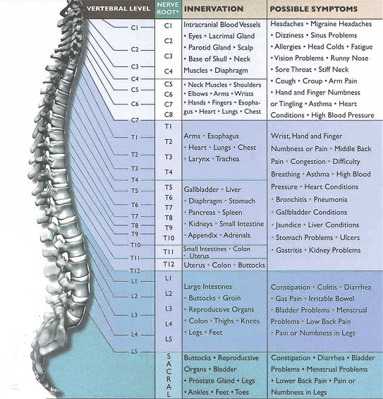 spinal nerve chart