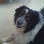 This is Rosie!  She's our 5 year old Aussie.  She's a really BIG Aussie!!  And we love her.  :oP