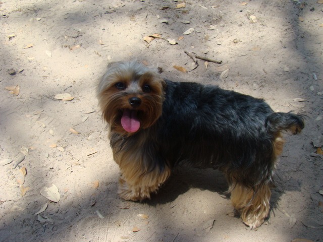 This is our Yorkie, Ginger.  This is taken 4/23/11 and she's not so sure about the country life!!