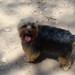 This is our Yorkie, Ginger.  This is taken 4/23/11 and she's not so sure about the country life!!