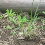 lupins (1 month from seed)