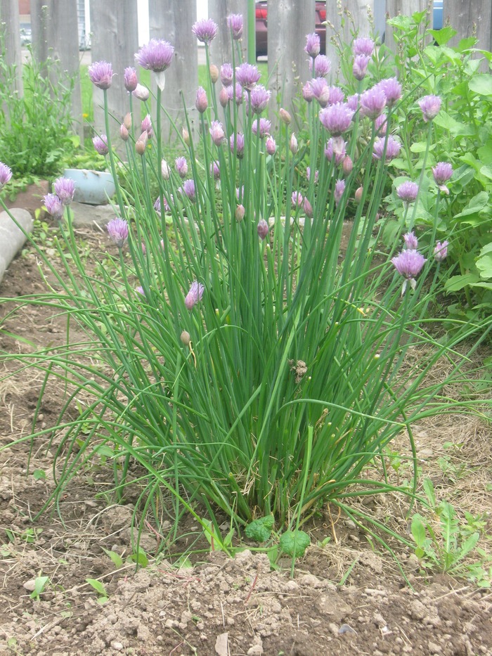 chives (year 2)