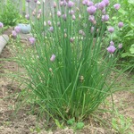 chives (year 2)