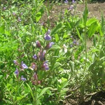 blossoming sage :) June 20th