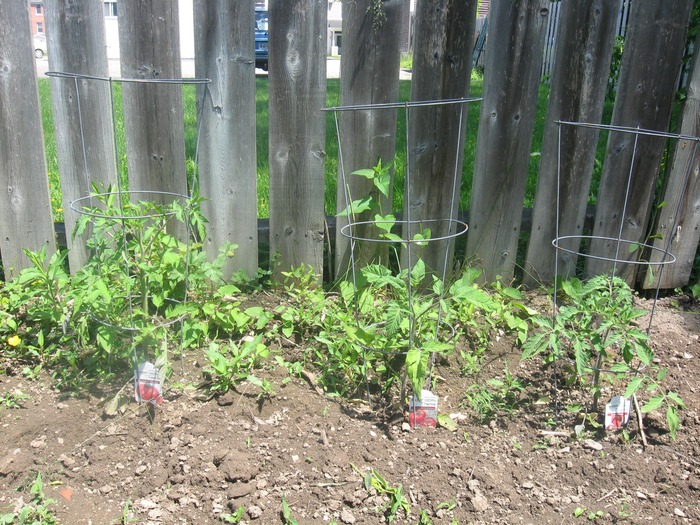 tomatoes June 20th