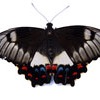 Aussie butterfly:)