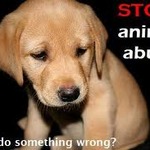 STOP! Animal Abuse:(