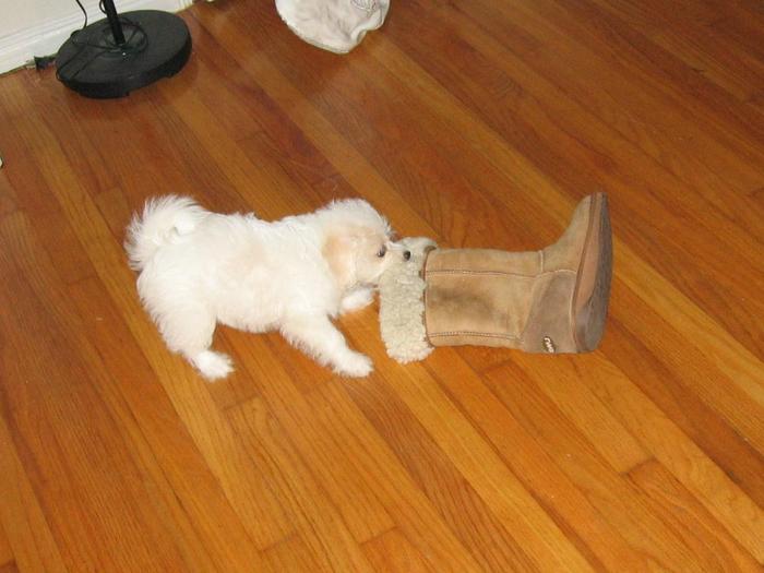 I love to chew on Mommy's Ugg boots! :-)