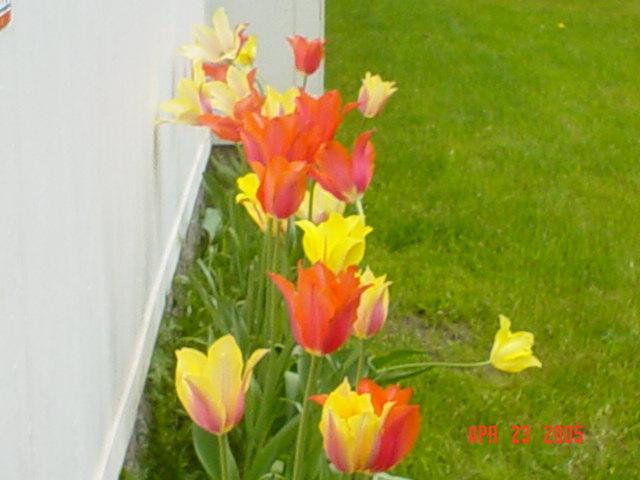 my Tulips