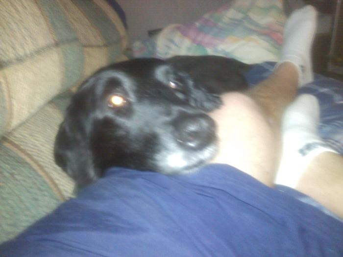 shadow layin on my leg she knows when im hurtin and comes up and lays with me