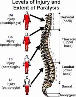 possible for spinal cord forum.