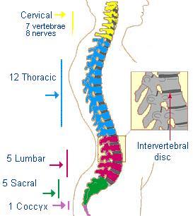 another possibility for spinal cord forum.