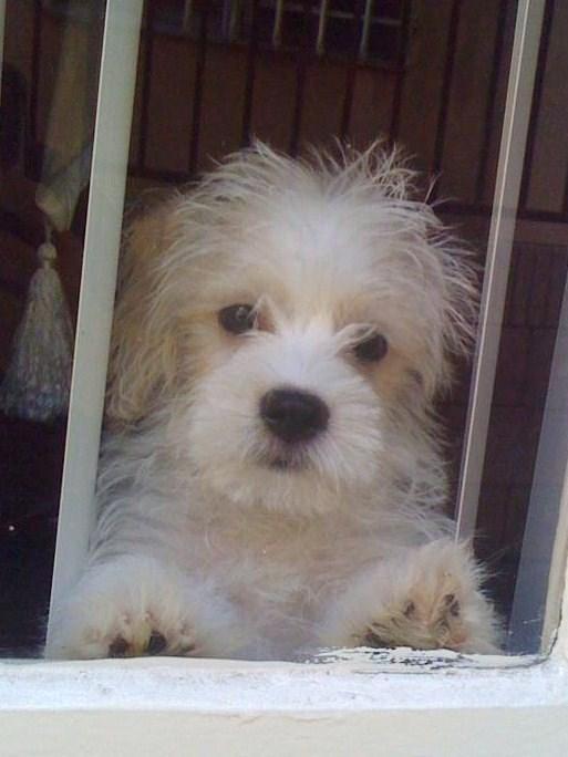 My sister said this pic looks like he is in puppy jail! lol!