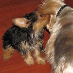 Jack and Handicapped Yorkie named Sissy