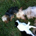 Joe cat, Sissy and Jack - Summer 2011