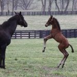 my passion...racehorses (zenyatta and new son)