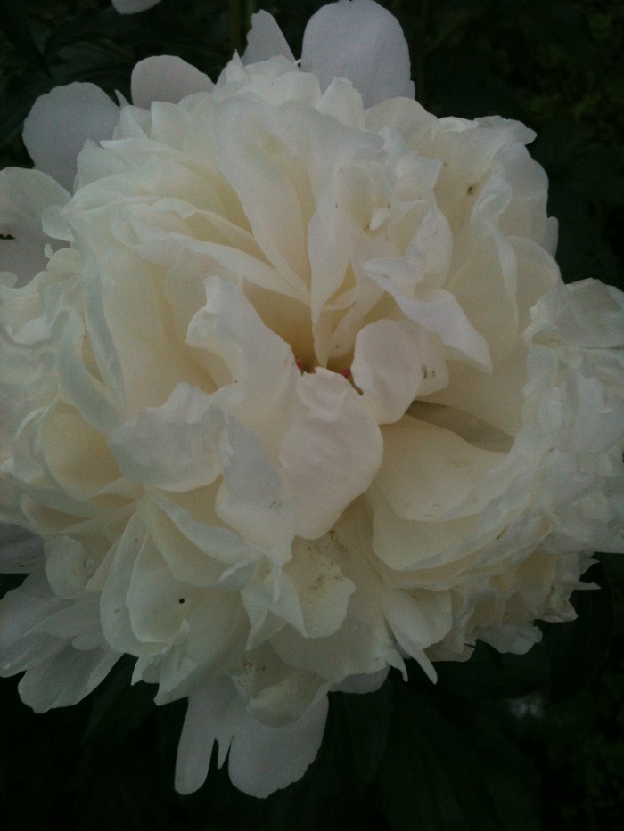 Buried my face in this lovely peony...
