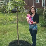 weeping cherry tree we planted in honor of Celia