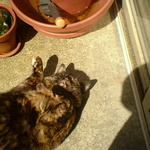 Akira loving the sunshine on the patio