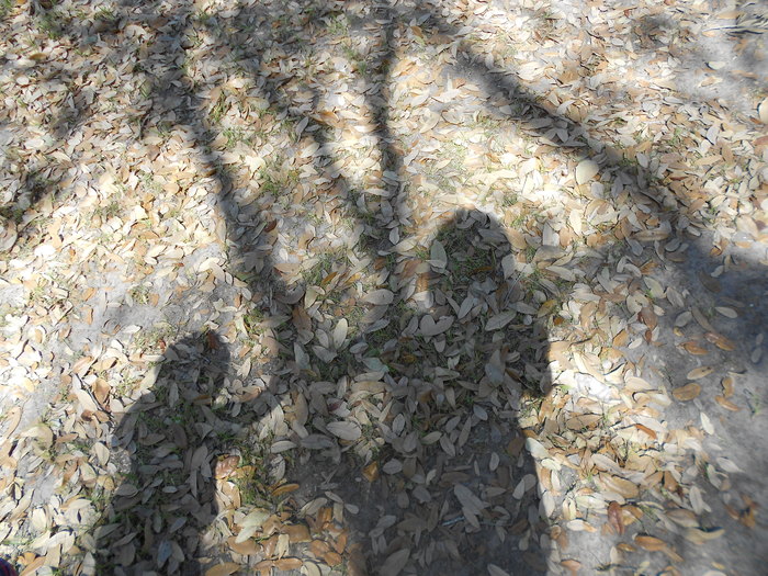 Our shadows at the park