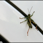 Grasshopper on side of car