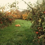 Misty in the orchard November 2011