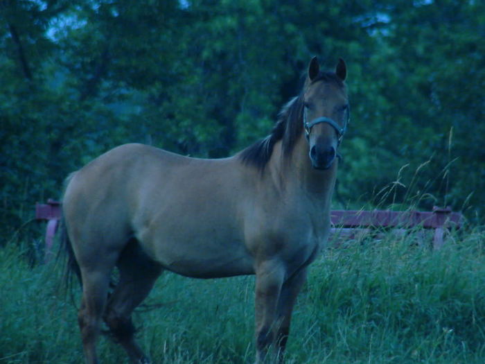 My horse, Rudy