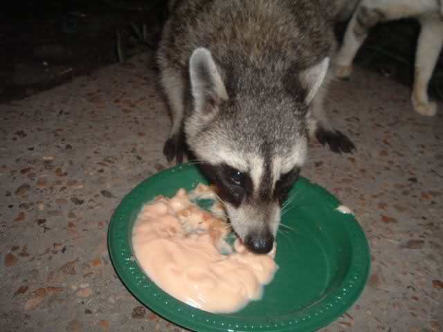 Audrey is a raccoon I raised 12 years ago and she still comes here every night for a dish of yogurt