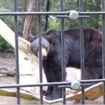 Alaska Zoo....bear on his giant "Hammock"