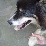 Old Dog Jet holding my hand