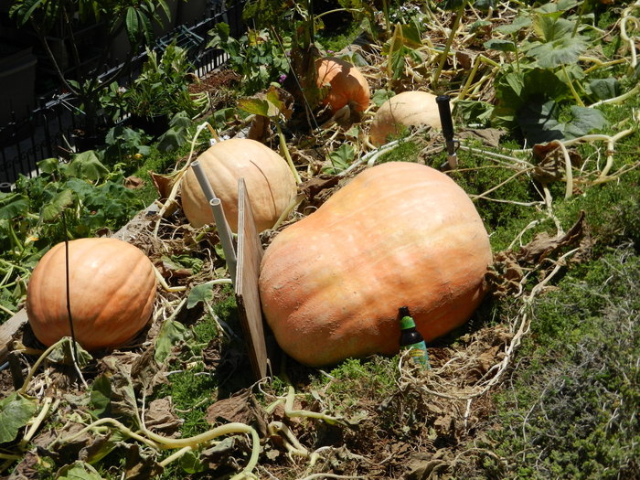 Final pumpkin shot.  The big guy weighed in at 160 pounds.  The others ranged from 57 to 80 pounds. 