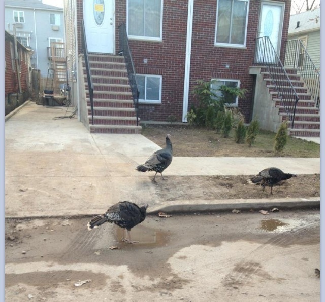 Displaced Turkeys in Staten Island after Hurricane Sandy