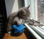 sniper cat :)